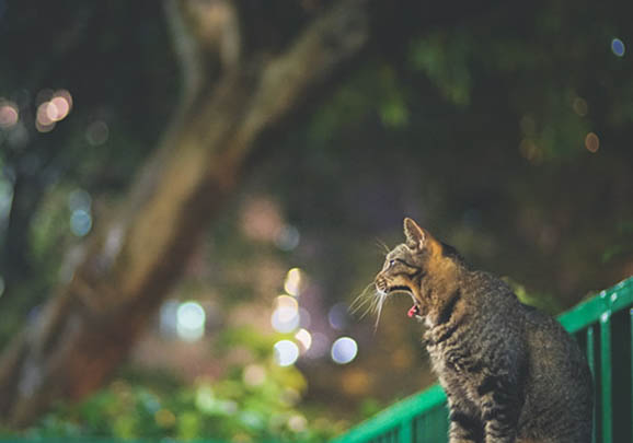 中国狸花猫脱毛原因及处理方法