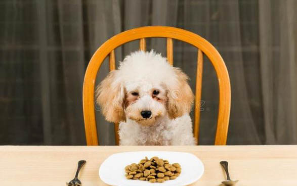 狗狗能吃猪肉饺子吗