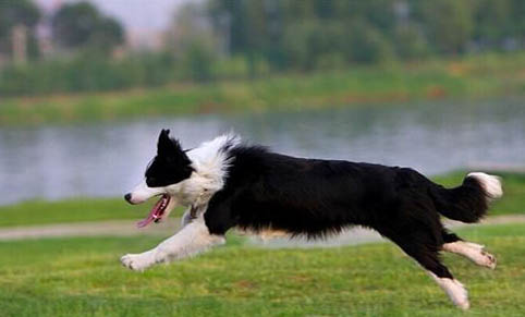 边境牧羊犬纯种多少钱