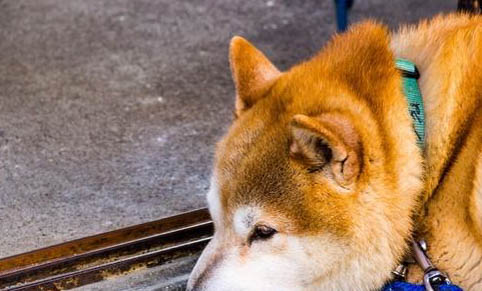 日本秋田犬太兴奋怎么训练