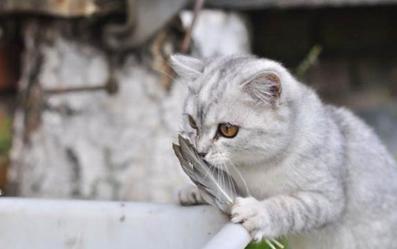 猫咪春季掉毛多少天