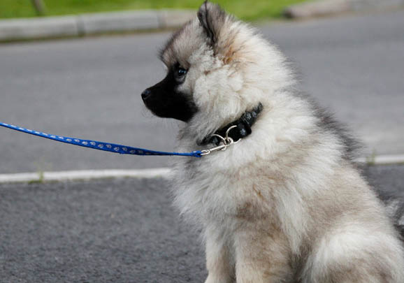 荷兰毛狮犬感冒引起尿道炎