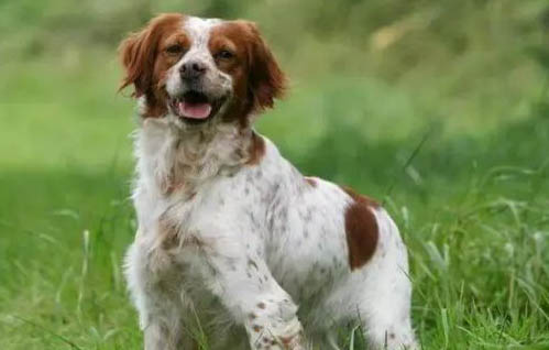 怎样挑选川东猎犬幼犬