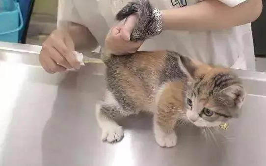 猫咪配对成功的表现，怎么提高猫咪配对的成功率