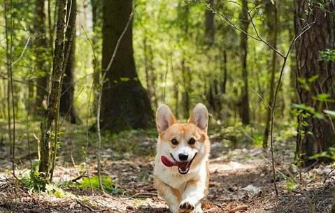 犬瘟治疗要多少钱