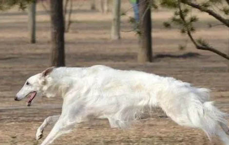 苏俄猎狼犬中国可以养吗