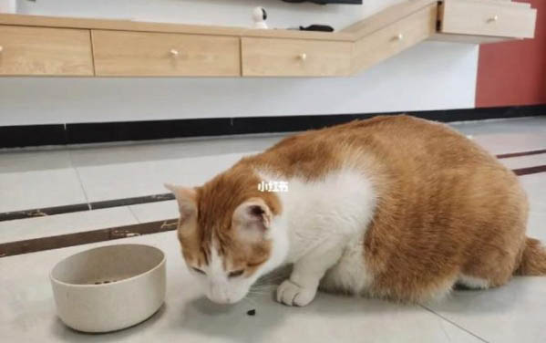 猫咪高烧不退多久会死