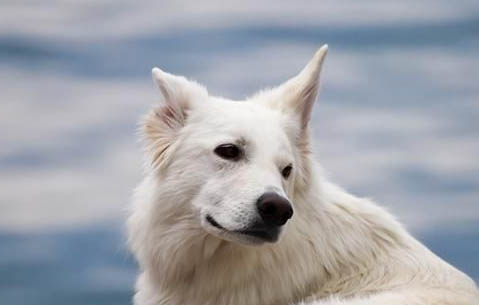 锤系德牧犬图片多少钱一只