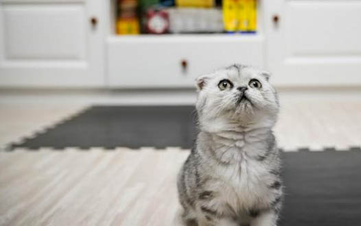 2个月小猫自制猫饭食谱