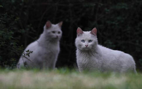 猫咪为什么总是长眼屎呢