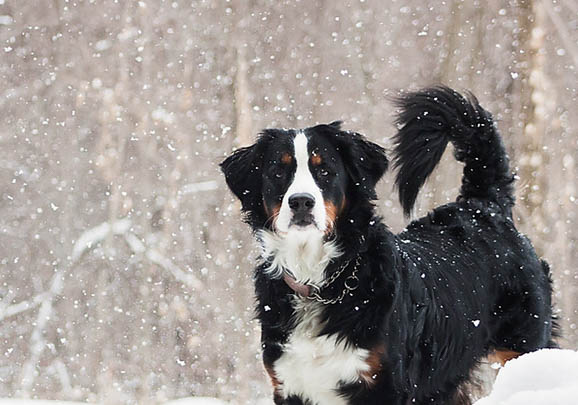 伯恩山犬多少岁不能打疫苗了