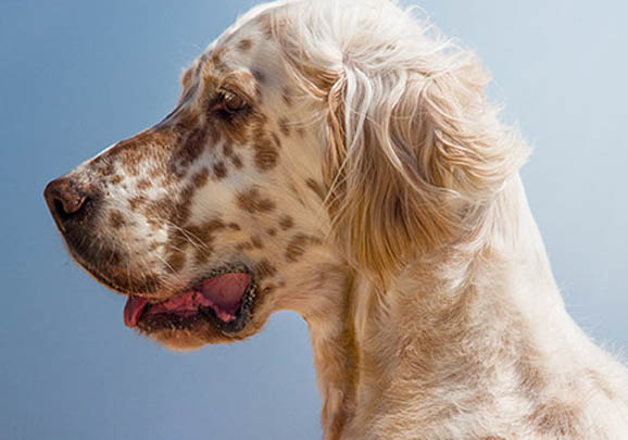 英格兰雪达犬口吐白沫的原因及处理方法