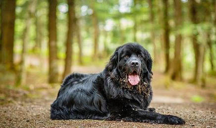 纽芬兰犬性格如何