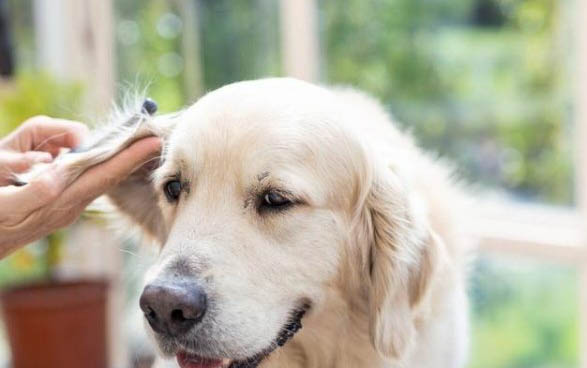 狗怀孕多长时间下奶