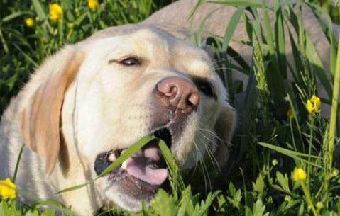 犬瘟后期多久死