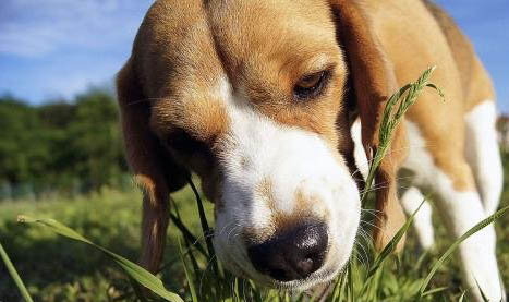 狗狗怎么样可以预防犬瘟