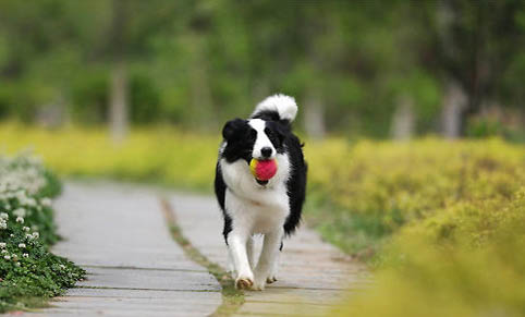 边牧犬多少钱一只