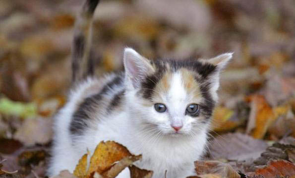 野山猫长什么样子