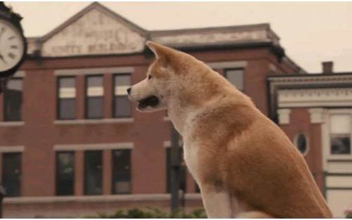 日本柴犬狗粮怎么选