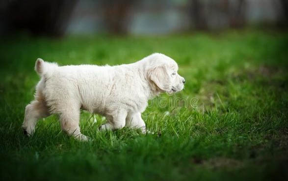 金毛幼犬一天吃多少狗粮