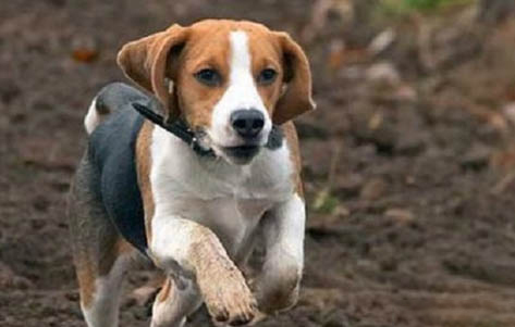 比格犬感冒吃什么药好