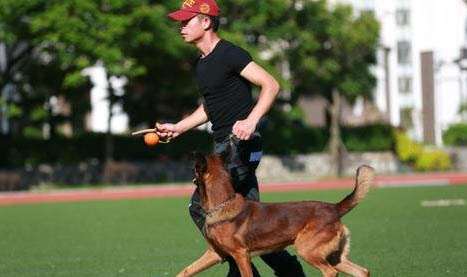 狗狗送到训犬基地需要多少钱