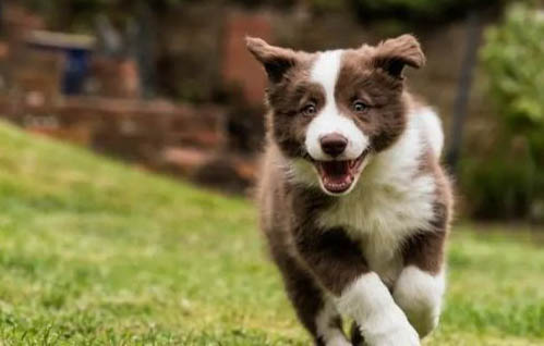 边境牧羊犬性格特点是什么