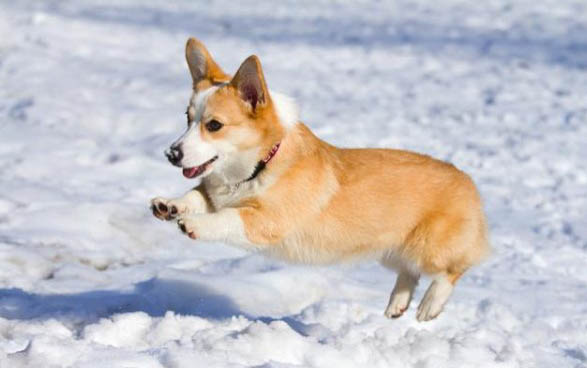 狗拉稀果冻状带血