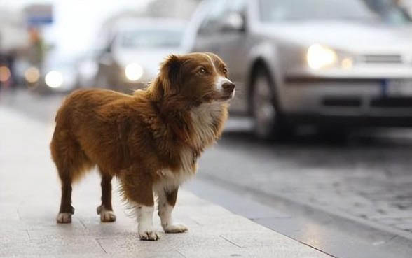 肠胃型犬瘟多久才能恢复正常