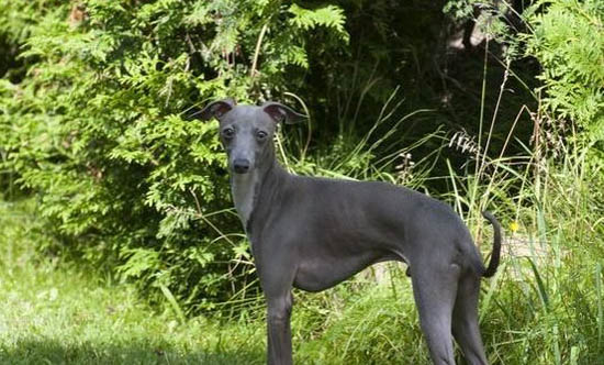 意大利小灵缇犬的优缺点