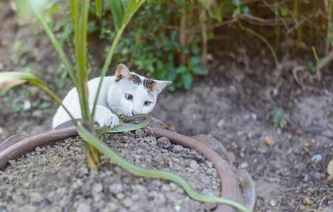 猫晚上能憋住大小便吗