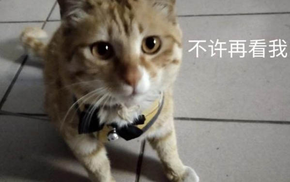 猫咪猫条吃多了会拉稀吗