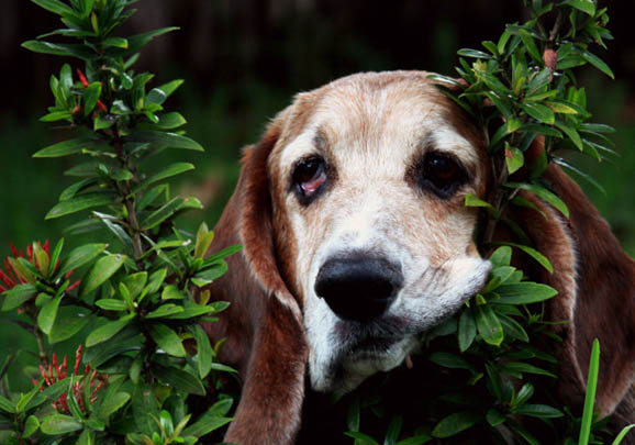 巴吉度犬如何训练