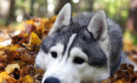 高加索犬的毛色有几种