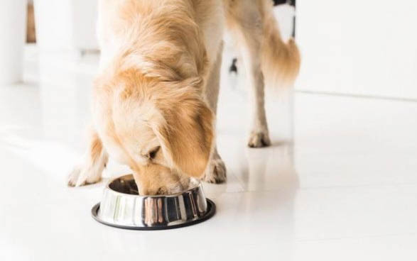 金毛犬幼犬价格大概是多少