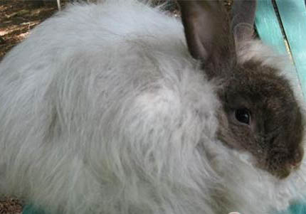宠物猫：缎毛安哥拉兔多久可以生兔子