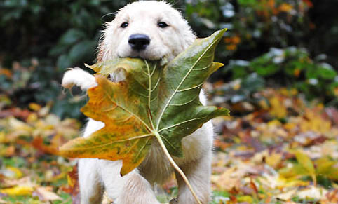 2个月幼犬可以吃犬心保吗