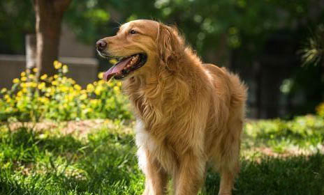 明斯特兰德犬的饲养要点有哪些