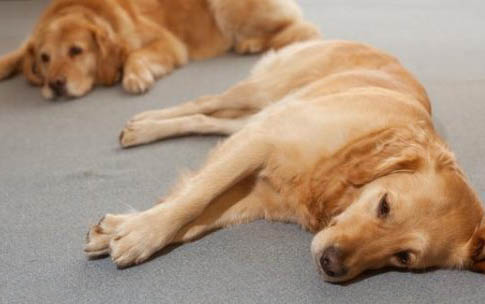 拉布拉多幼犬特征辨别