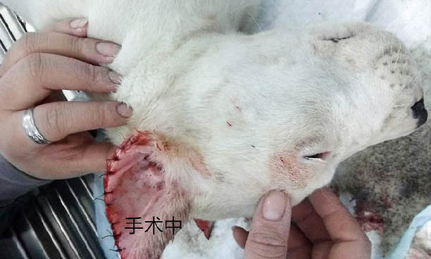 阿根廷杜高犬多少钱一只