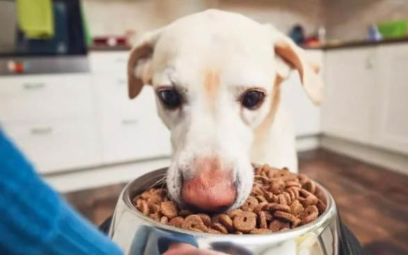 拉布拉多幼犬感冒什么症状