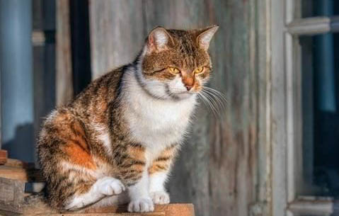 猫咪吐黄水有泡沫粘液精神好