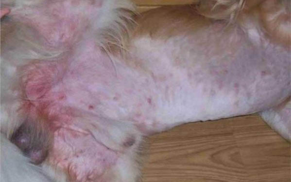 狗狗怎么样可以预防犬瘟