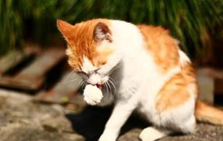 怎样增加猫咪食欲