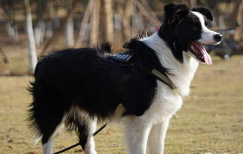 边境牧羊犬价格多少钱一只