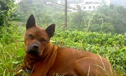 川东猎犬的缺点