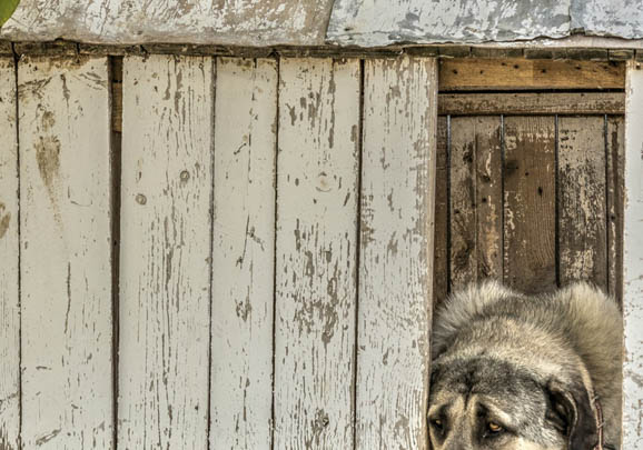 德国边境牧羊犬幼犬价格多少一只？