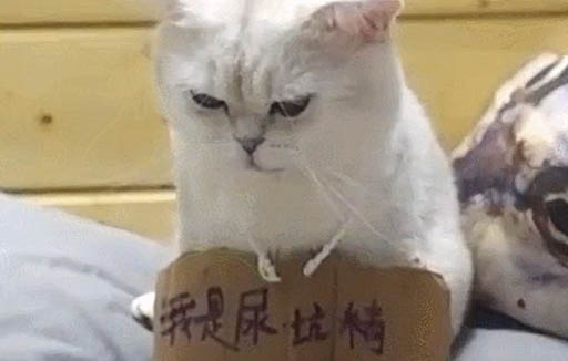 猫一共有多少品种